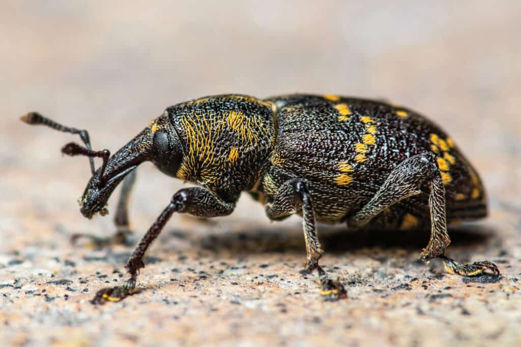The March of the Pine Beetle 2