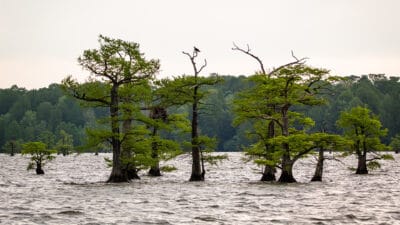 Read more about the article Promoting Cypress to Today’s Consumers