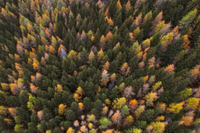 Fall Pine Trees