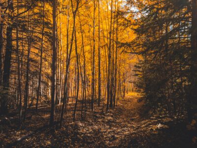 Aspen Forest