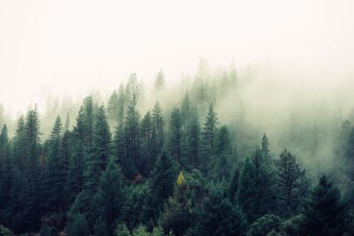 Forest in the mist
