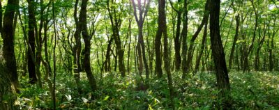 Poplar Trees