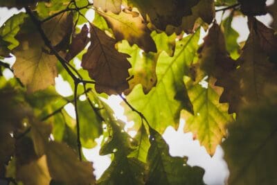 Oak Leaves Photo by Maddy Baker on Unsplash