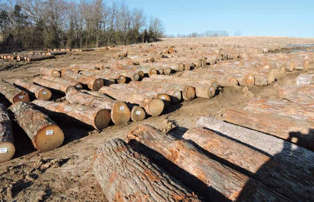 White Oak grade logs are ready to be sawn at Prime Lumber Saw- mill. Production at the sawmill is approximately 10 million board feet per year.