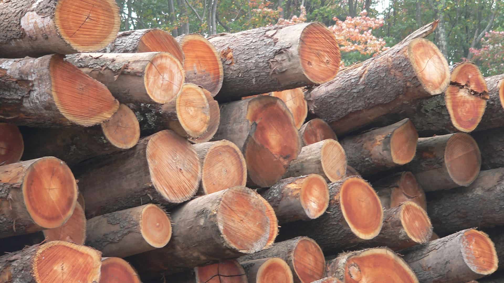 Read more about the article Guide Updates Hardwood Log Grading Standards