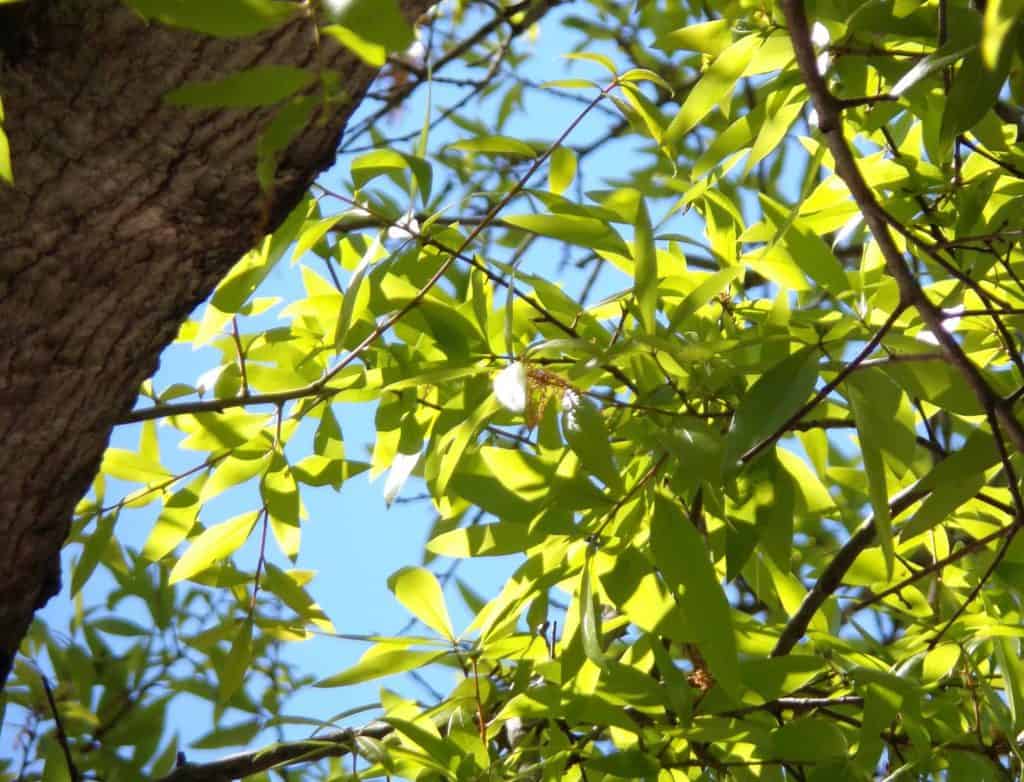 UC Coatings Introduces Fence Guard Stain Concentrate Miller Wood