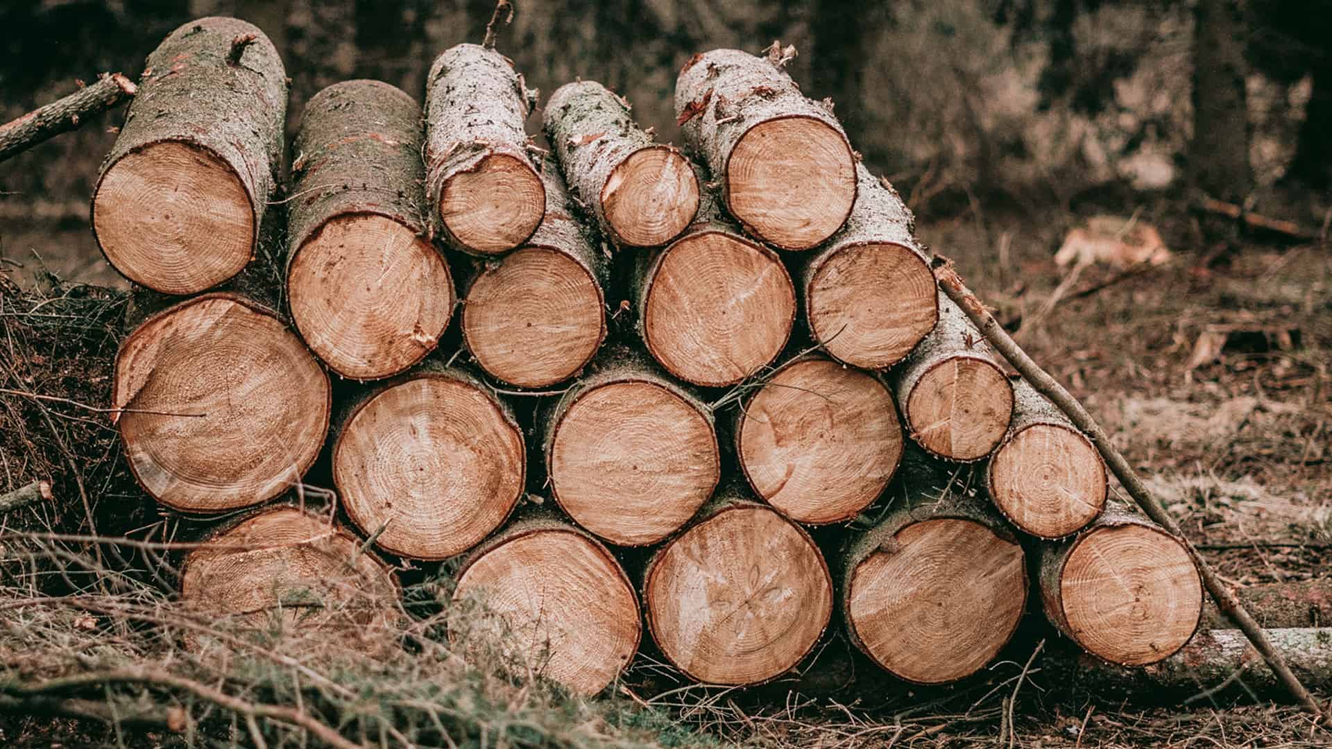 Read more about the article Sawlog Supply In U.S. South Is Tightening￼