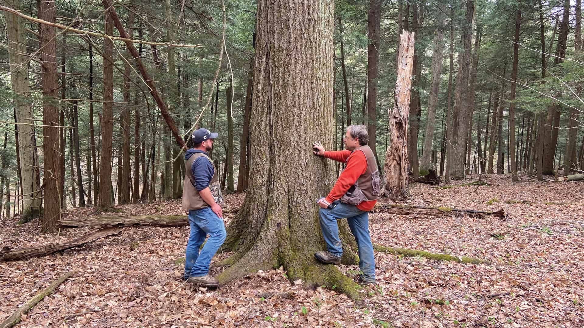 Pennsylvania Hardwoods Expands Operations Miller Wood Trade Publications