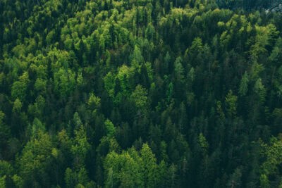 Transparency In The Wood Products Industry: AWC Receives Multiple Grants To Continue Its Sustainability And Transparency Efforts