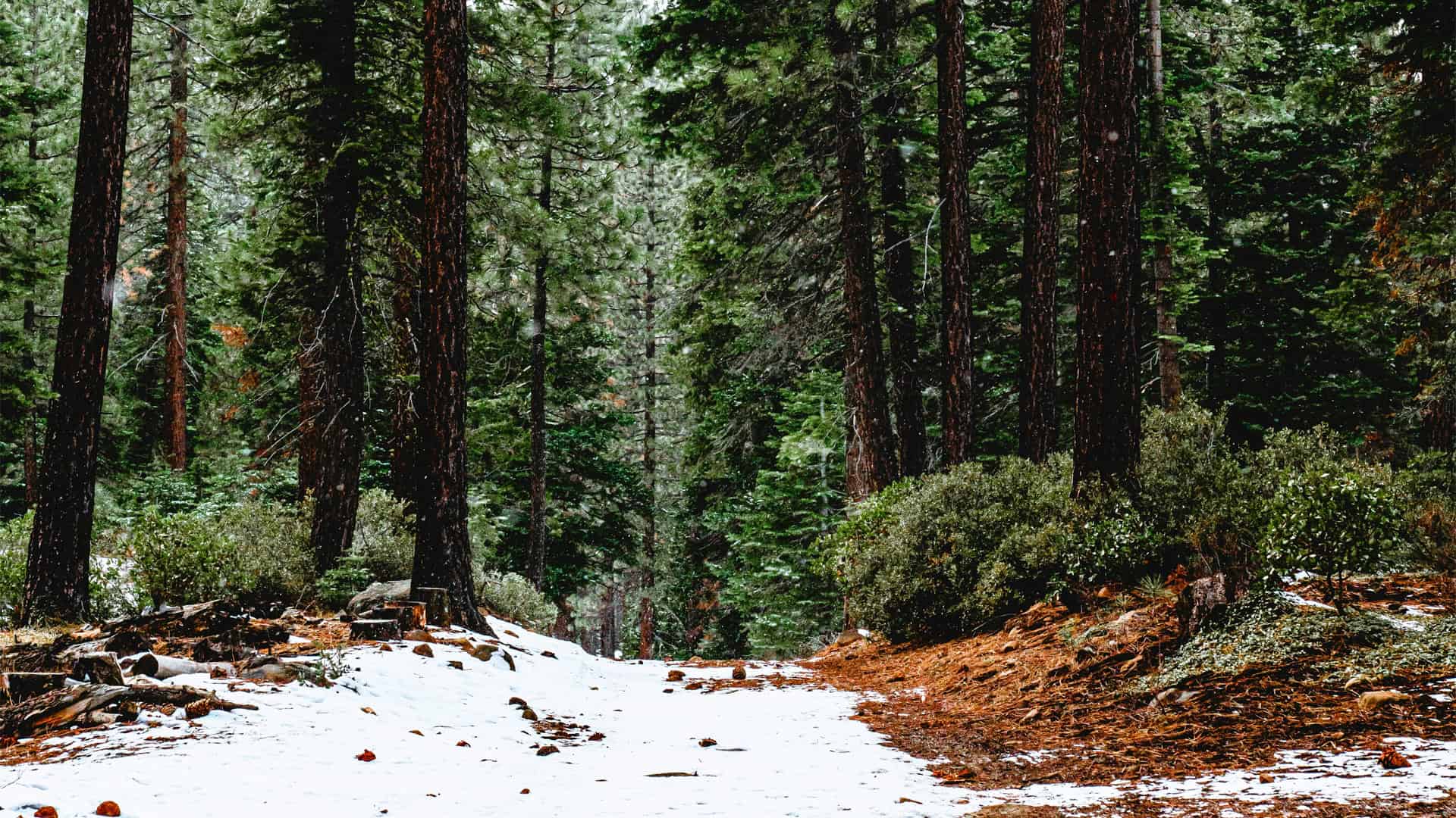 Major Industry Win in Recent Boiler MACT Decision Miller Wood Trade