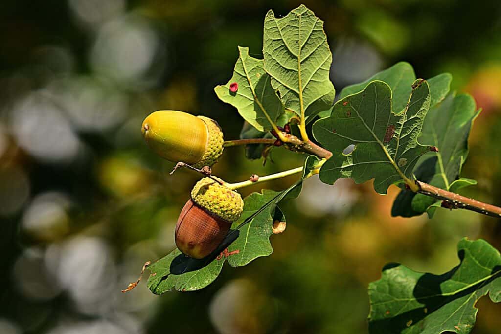 Southeast oak tree