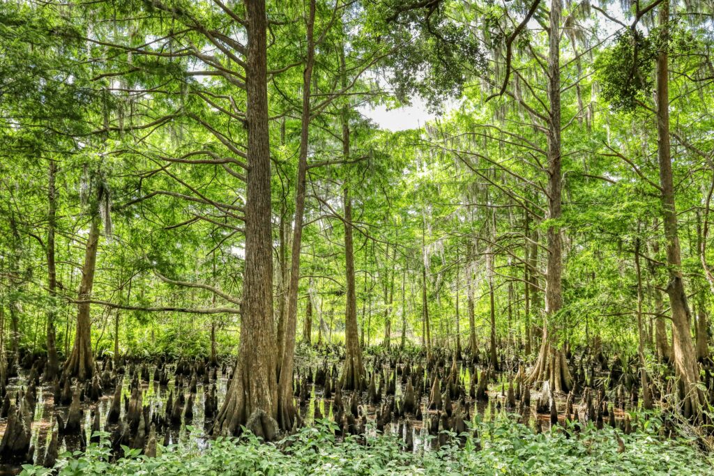 Southeast Trends May 2025 - Positivity About Fuel Prices And Future Market Potential 1 https://millerwoodtradepub.com/publications/national-hardwood-magazine/
Positivity