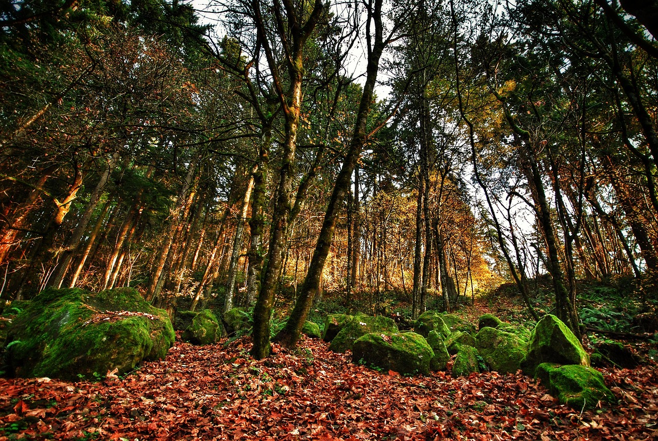 National Hardwood Magazine 6