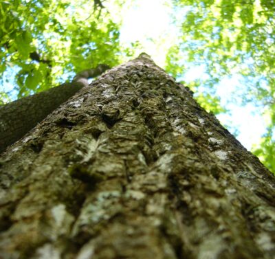Appalachian Hardwood Forest