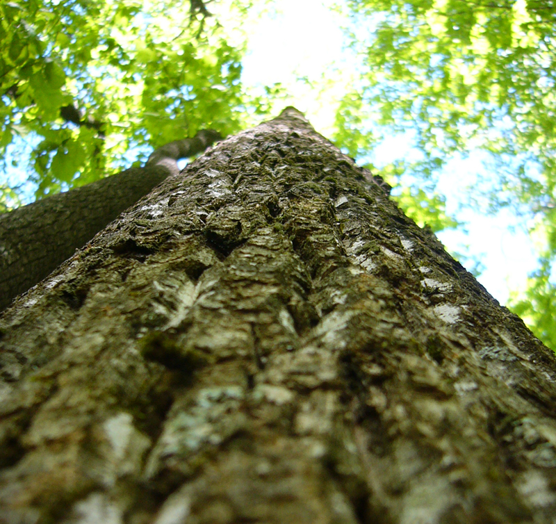 Appalachian Hardwood Forest
