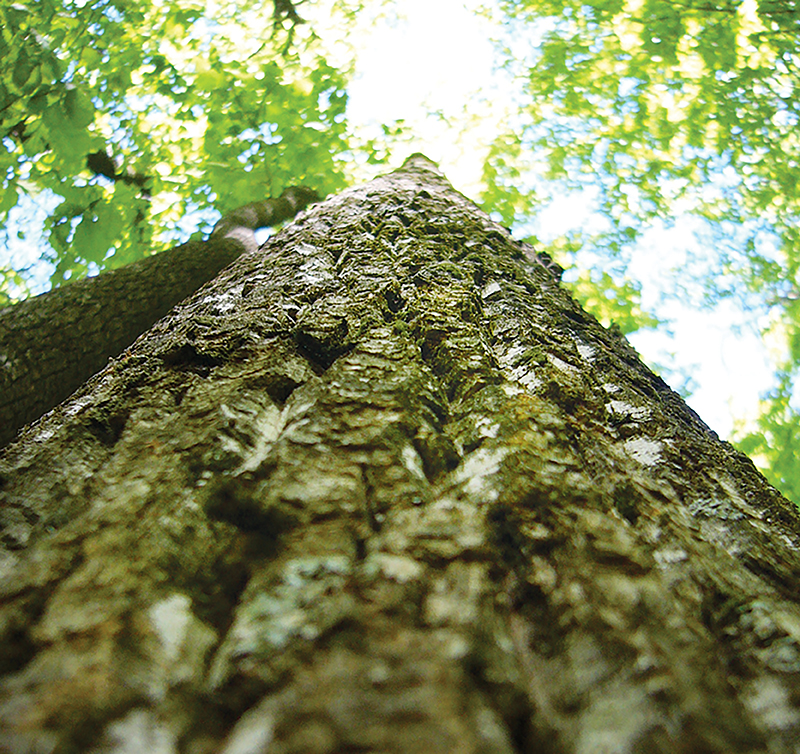 Appalachian Hardwood Forest Banking Trees 1