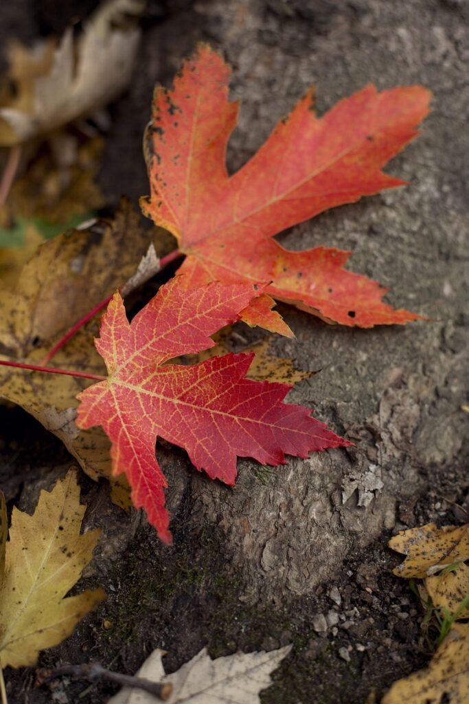 Ontario Business Trends 2025 - Predicted Supply Shortages, Tariffs And Bestselling Hard Maple 2