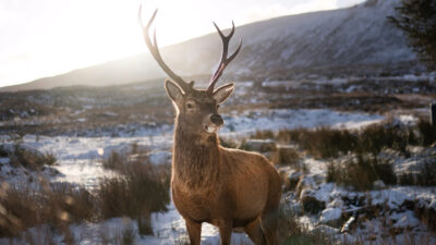 Import/Export Wood Purchasing News 5