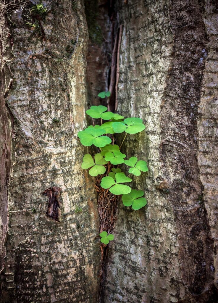 Who's Who In Hardwoods - March 2026 3