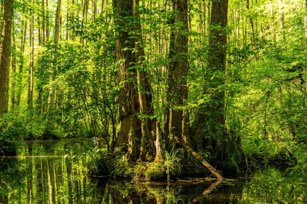 Southern Cypress Promotion Updates 3 Southern Cypress Promotion Updates 2