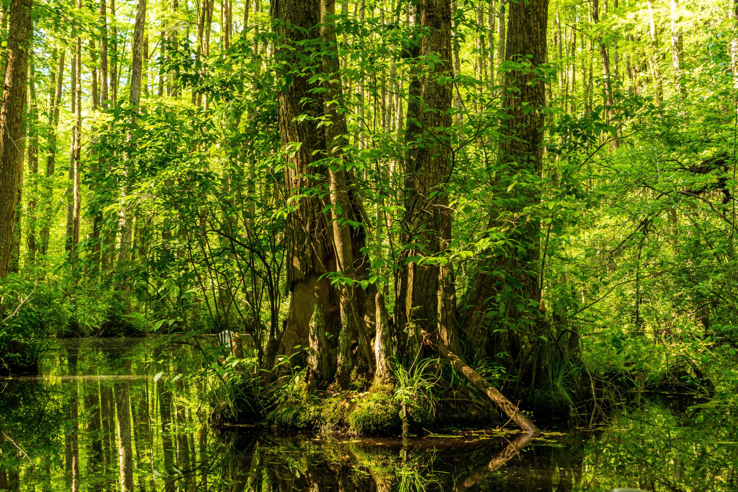 National Hardwood Magazine 15 Southern Cypress