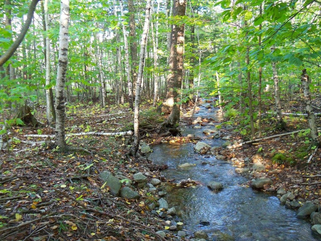 Who's Who In Hardwoods - May 2026 3