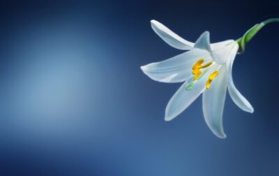 In Memoriam - Donald Howard Overmyer Jr.