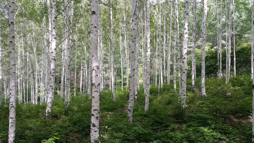 Who's Who In Hardwoods - June 2026 3 Who's Who In Hardwoods - June 2026 2