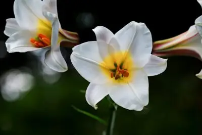 In Memoriam - Thomas Elza Brown