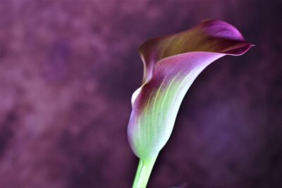 In Memoriam - Edward Julius "Buddy" Irby Jr.