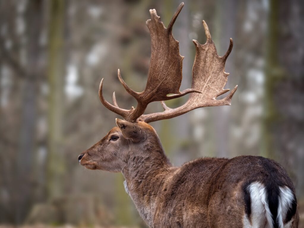 Why Knot Save A Buck? 3