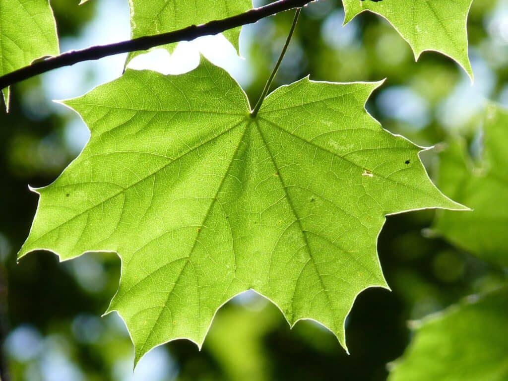 Ontario Business Trends August 2026 - "Steady" Is the Key Word For Lumber Market 1 Ontario Business Trends August 2026 - "Steady" Is the Key Word For Lumber Market 1