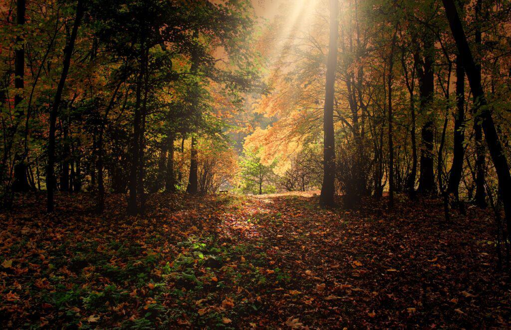 Hardwood Industry Begins Long-Term Push For Federal Engagement 2
