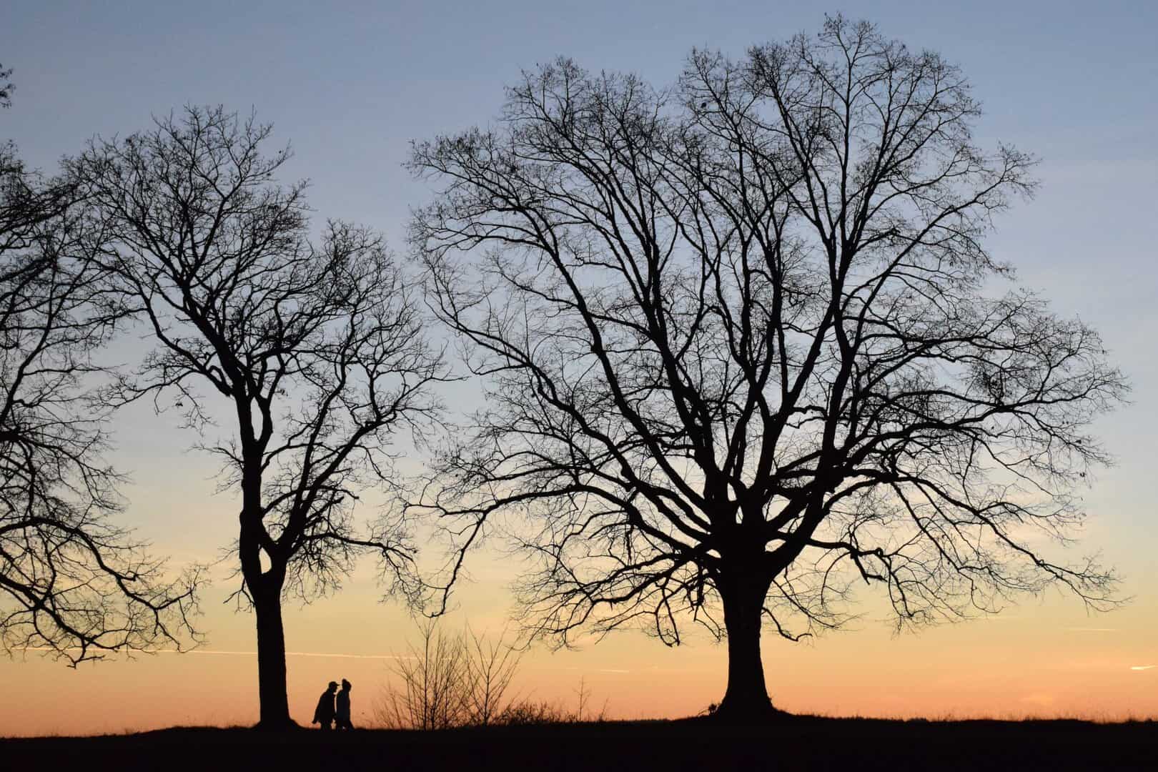 National Hardwood Magazine 11 When The Forest Industry Is In The Spotlight: Star Power